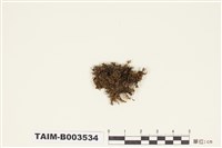 藏品(柳葉苔科)的圖片